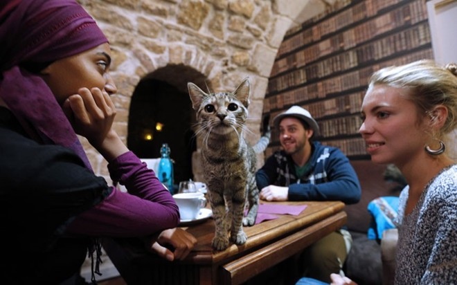 Các quán cà phê mèo: Cà phê mèo khá phổ biến ở Nhật Bản. Tokyo còn có công viên giải trí Hello Kitty. Ở Anh, quán cà phê mèo Lady Dinah"s Cat Emporium mới được mở ở Shoreditch, cho du khách cơ hội được nhâm nhi tách cà phê và chơi đùa với những chú mèo xinh xắn. a