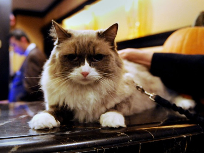 Khách sạn Algonquin, New York: Khách sạn này có truyền thống nuôi một chú mèo, hiện tại là con mang tên Matilda. Vào cuối những năm 1930, một con lạc vào đây tìm kiếm thức ăn và chỗ ở. Chủ khách sạn khi đó là Frank Case giữ lại nuôi, và truyền thống nuôi mèo của khách sạn bắt nguồn từ đó. Matilda trở nên quen thuộc với du khách ở tại khách sạn. Khách sạn Algonquin, New York: Khách sạn này có truyền thống nuôi một chú mèo, hiện tại là một chú mèo mang tên Matilda. Theo khách sạn, vào cuối những năm 1930, một chú mèo lạc vào khách sạn tìm kiếm thức ăn và chỗ ở. Chủ khách sạn khi đó là Frank Case chào đón chú mèo, và truyền thống nuôi mèo của khách sạn bắt nguồn từ bấy giờ. Matilda trở nên quen thuộc với du khách ở tại khách sạn.