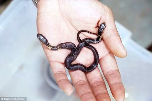 Rùng mình thấy rắn hổ mang hai đầu kỳ lạ ở Trung Quốc - ảnh 2