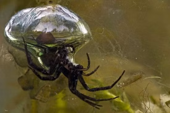 Nhện chuông là loài nhện duy nhất trên thế giới sống hoàn toàn dưới nước. Chúng hít thở không khi qua một bong lớn trên mặt nước. Nhện chuông có thể cắn rất đau và gây sốt cho nạn nhân.