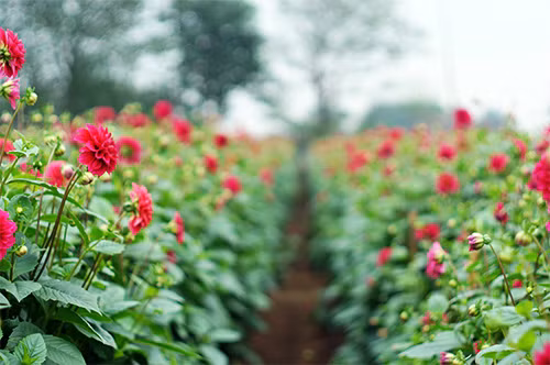 Ngắm vườn hoa thược dược rực hồng ở Tây Tựu - 2