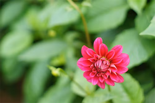 Ngắm vườn hoa thược dược rực hồng ở Tây Tựu - 6