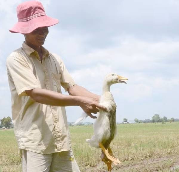 Một nông dân thích thú ngắm nghía con vịt 4 chân trong đàn vịt của ông 4 Bông