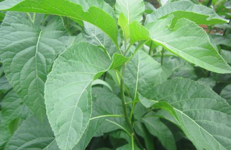 Sùng bái mù quáng cây mật gấu: Hàng trăm người trả giá đắt, nguy cơ tai biến và tàn phế suốt đời - Ảnh 3 Sung bai mu quang cay mat gau: Hang tram nguoi tra gia dat, nguy co tai bien va tan phe suot doi - Anh 3