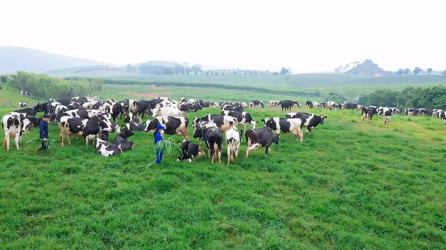 Thiên đường sữa trên thảo nguyên xanh Mộc Châu - dự án “khủng” của 2 ông lớn ngành sữa ảnh 8