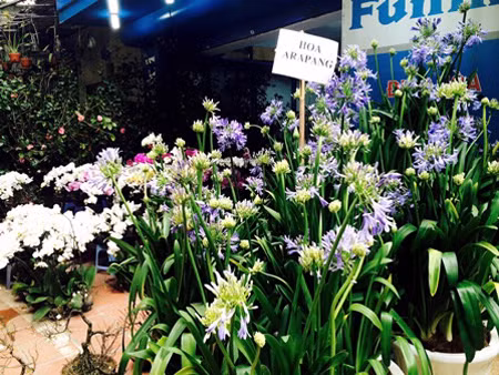 Năm nay các loài hoa nhập ngoại cũng được nhiều người yêu thích. Hoa Arapang với màu tím ngắt được giới thiệu có nguồn gốc từ Ấn Độ