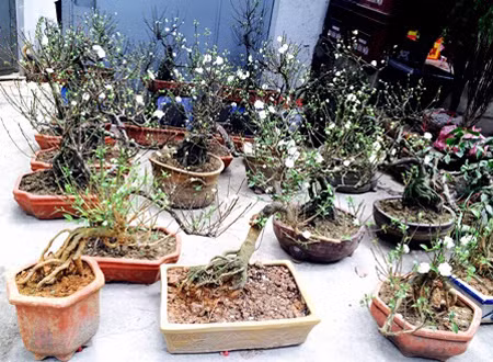 Với người Hà Nội, mai trắng là một thú chơi tao nhã. Mai trắng đẹp nhất khi hàm tiếu, trên cây có vài bông bắt đầu nở trắng, vài nụ phớt hồng he hé, lộc mơn mởn, gốc mai già và có các lá dăm nhỏ