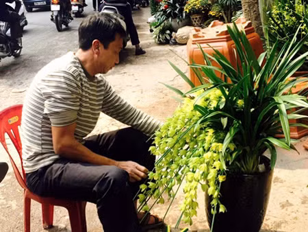 ... thì địa lan rủ đang được ưa chuộng tại chợ Bưởi. Người bán hàng đang trực tiếp tỉa cây, tạo dáng cho bình lan