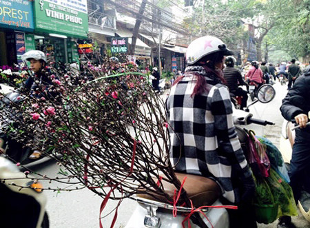 Trong khi chơi đào là thú chơi hoa truyền thống mỗi dịp Tết đến, xuân về... Trong khi chơi đào là thú chơi hoa truyền thống mỗi dịp Tết đến, xuân về...