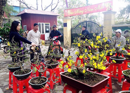 Cũng như bao chợ hoa khác, chợ Bưởi ngày Tết không thể thiếu vắng mai vàng miền Nam Cũng như bao chợ hoa khác, chợ Bưởi ngày Tết không thể thiếu vắng mai vàng miền Nam