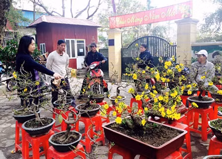 Cũng như bao chợ hoa khác, chợ Bưởi ngày Tết không thể thiếu vắng mai vàng miền Nam