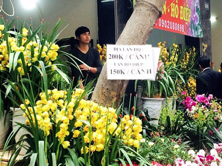 Địa lan có giá 200.000 đồng/cành, cành lan hồ điệp được treo giá 150.000 đồng. Những chậu địa lan có 9 cành được tạo dáng đẹp có giá lên tới 4 triệu đồng Địa lan có giá 200.000 đồng/cành, cành lan hồ điệp được treo giá 150.000 đồng. Những chậu địa lan có 9 cành được tạo dáng đẹp có giá lên tới 4 triệu đồng
