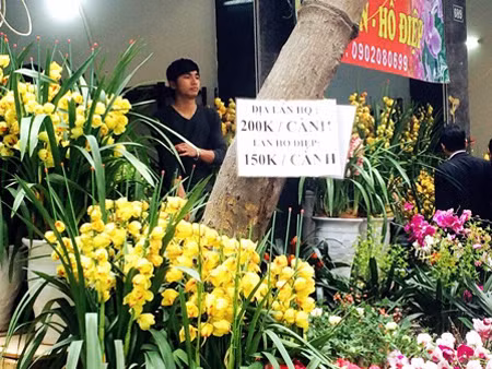 Địa lan có giá 200.000 đồng/cành, cành lan hồ điệp được treo giá 150.000 đồng. Những chậu địa lan có 9 cành được tạo dáng đẹp có giá lên tới 4 triệu đồng