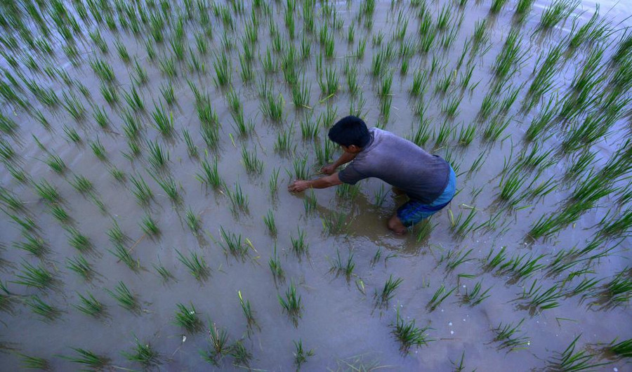 Một cậu bé đang dọn cỏ cho những cây mạ mới cấy xuống ở Karrbi Anglong, Ấn Độ