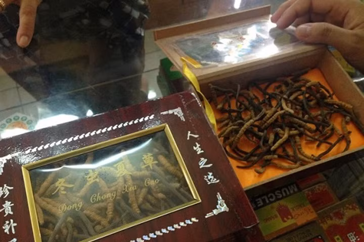 Hướng dẫn phân biệt đông trùng hạ thảo giả