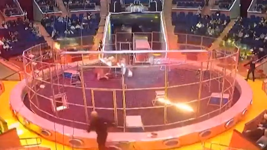 Sư tử tấn công huấn luyện viên trong một buổi biểu diễn.