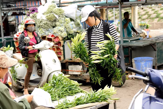  Hoa loa kèn nở mỗi năm 1 vụ, mỗi vụ kéo dài 1 tháng nên thường được săn đón từ đầu mùa 