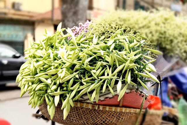 Hoa loa kèn trắng tinh khôi mang tháng Tư về phố ảnh 10