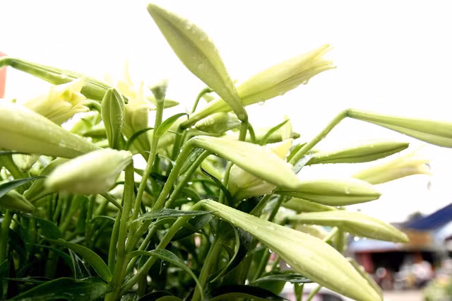  Những nụ hoa đẫm nước mang đến ngày đầu hè xanh mát, nhẹ nhàng 