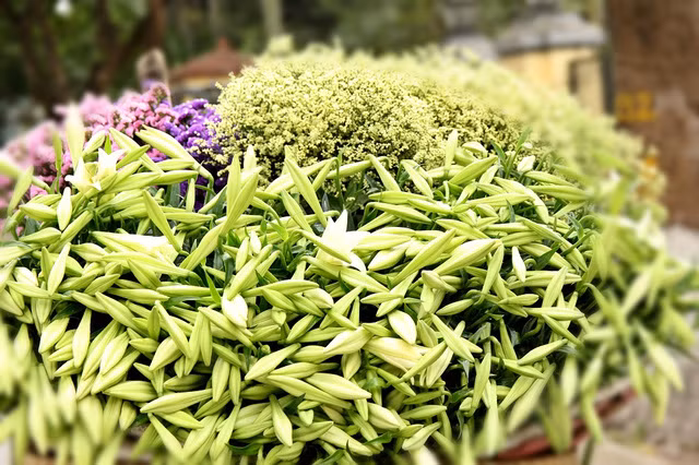  Loa kèn không rực rỡ, chỉ nở trắng tinh khôi và thơm hương thoang thoảng nhưng vẫn có sức hút lạ kỳ 