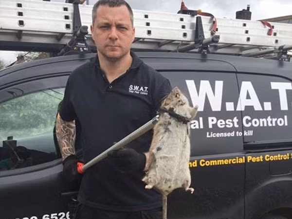 Phát hoảng với chuột khổng lồ