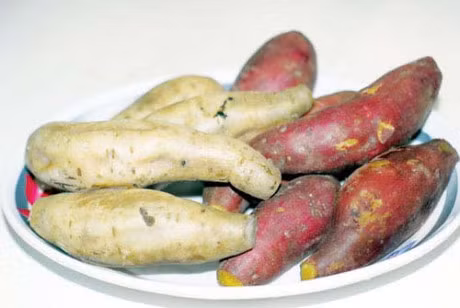 Giam can bang nuoc khoai lang: Mo thua dan dan khong canh ma bay - Anh 1