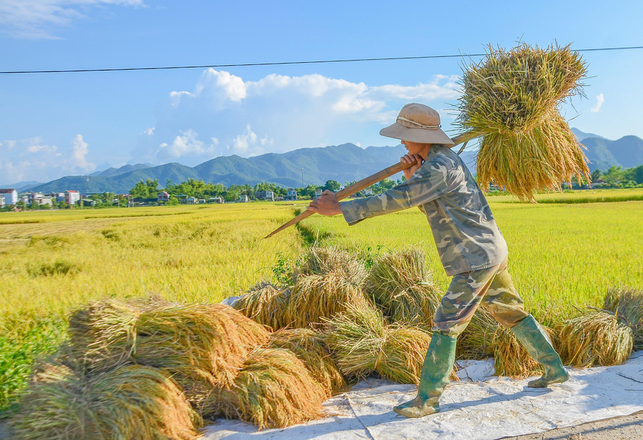 Lúa được bó gọn, tập kết trên các tuyến đường nội đồng để chờ xe đến vận chuyển.