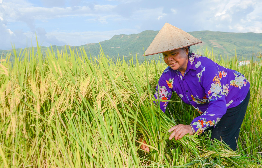 Nông dân Điện Biên đang khẩn trương thu hoạch những thửa lúa chín đầu tiên.