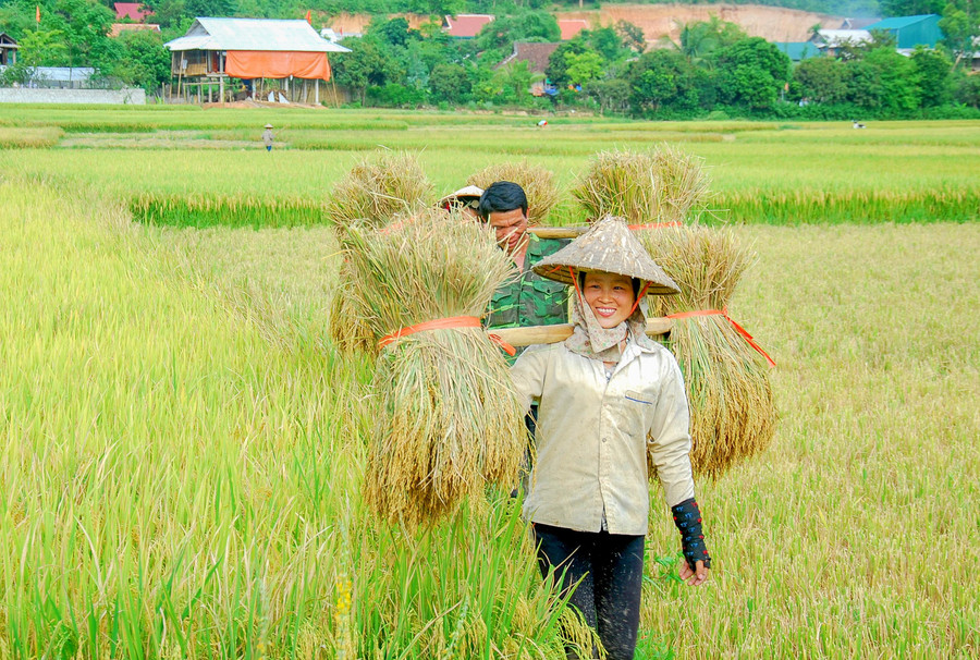 Niềm vui hiện rõ trên gương mặt nông dân Điện Biên tại cánh đồng Mường Thanh.