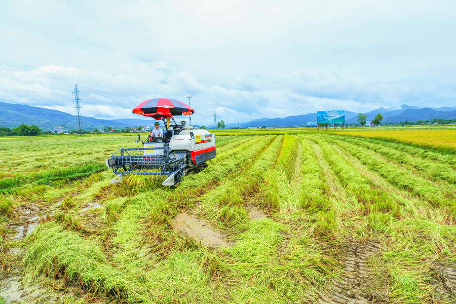 Sự xuất hiện của máy móc hiện đại đã giúp việc thu hoạch của người dân diễn ra nhanh chóng, thuận tiện hơn.