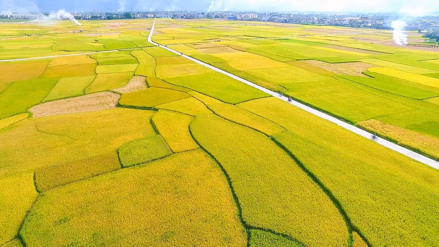 Mường Thanh được mệnh danh là cánh đồng rộng lớn bậc nhất Tây Bắc.