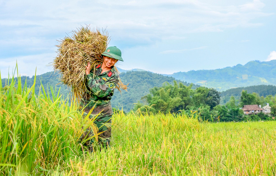 Mỗi vụ thu hoạch đều có sự tham gia hỗ trợ của lực lượng bộ đội địa phương.