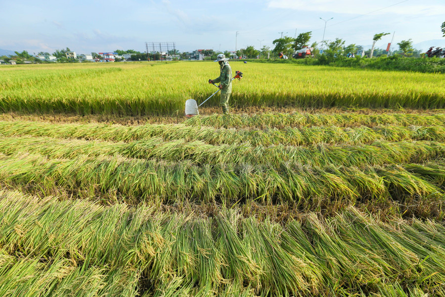 Việc triển khai mô hình cánh đồng một giống đã giúp năng suất, chất lượng gạo trên cánh đồng Mường Thanh ngày càng nâng cao.