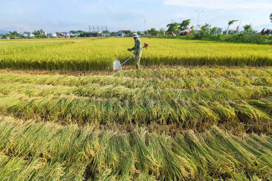 Việc triển khai mô hình cánh đồng một giống đã giúp năng suất, chất lượng gạo trên cánh đồng Mường Thanh ngày càng nâng cao.