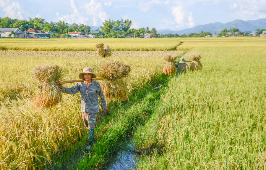 Trên cánh đồng Mường Thanh chủ yếu gieo trồng các giống lúa chất lượng cao, như: Séng cù, Bắc thơm số 7…