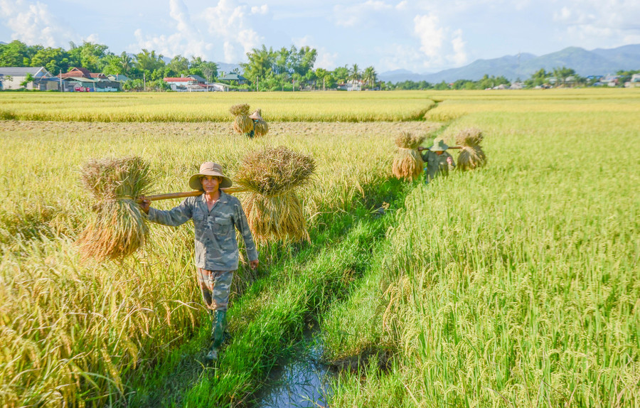 Trên cánh đồng Mường Thanh chủ yếu gieo trồng các giống lúa chất lượng cao, như: Séng cù, Bắc thơm số 7…