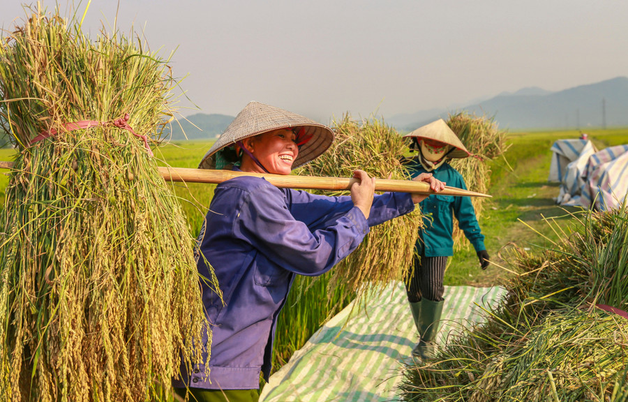 Thời tiết những ngày qua nắng nóng, nên bà con tập trung thu hoạch lúa vào sáng sớm hoặc chiều muộn.