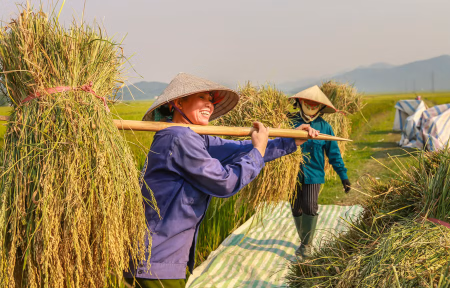 Thời tiết những ngày qua nắng nóng, nên bà con tập trung thu hoạch lúa vào sáng sớm hoặc chiều muộn.