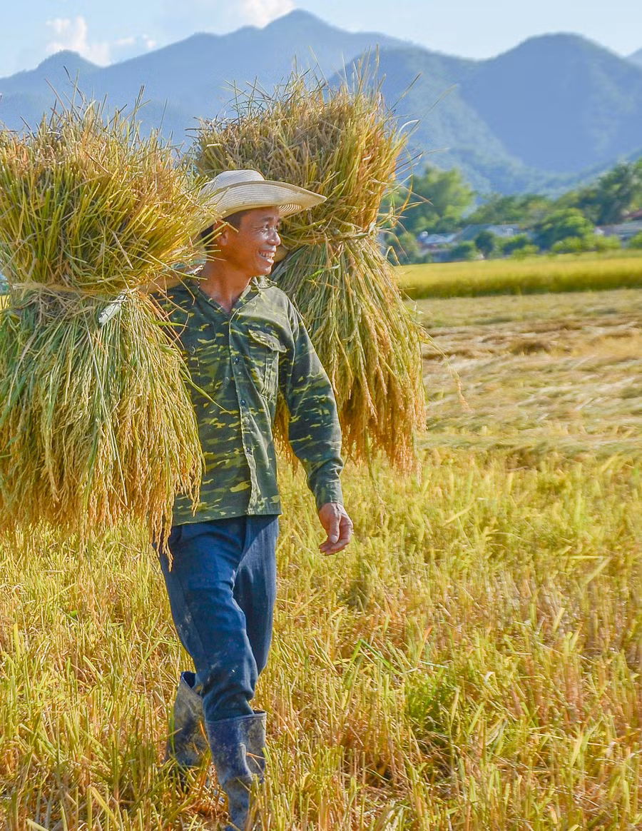 Mặc dù thời tiết mưa nhiều, song nông dân tại đây phấn khởi vì hứa hẹn được mùa.