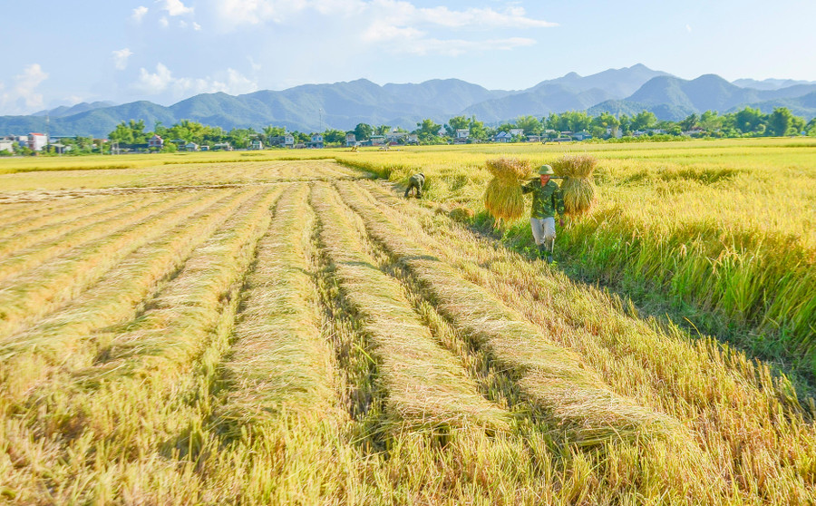 Cùng với diện tích rộng lớn, khí hậu thuận lợi và sự bồi đắp của dòng sông Nậm Rốm phù sa, nơi đây “sở hữu” thương hiệu gạo nổi tiếng được ví như “hạt ngọc trời”