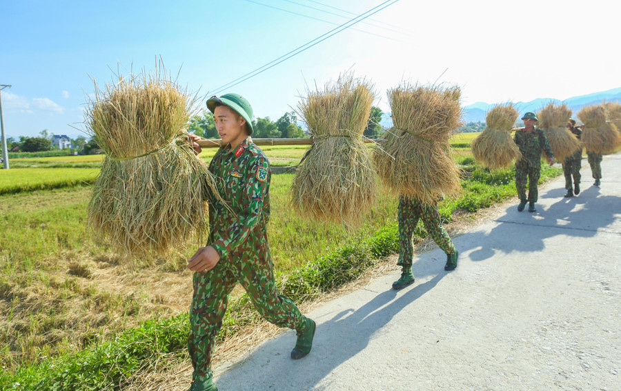 Việc hỗ trợ thu hoạch lúa chủ yếu được ưu tiên đối với những gia đình neo người, ốm đau...