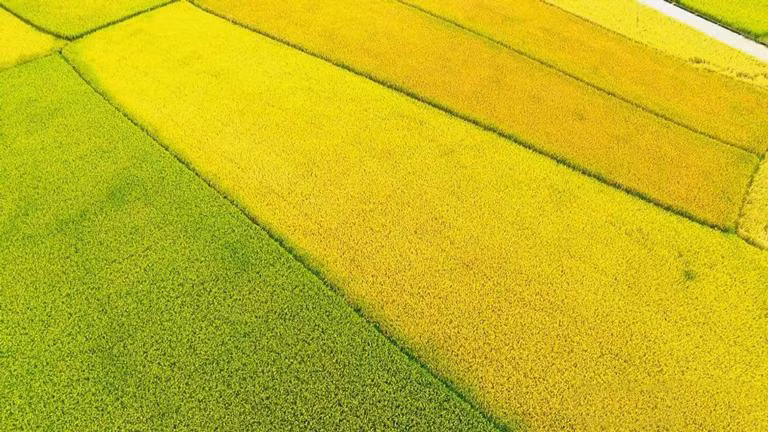 Những thửa ruộng vuông vức trên cánh đồng Mường Thanh đang được "nhuộm vàng".