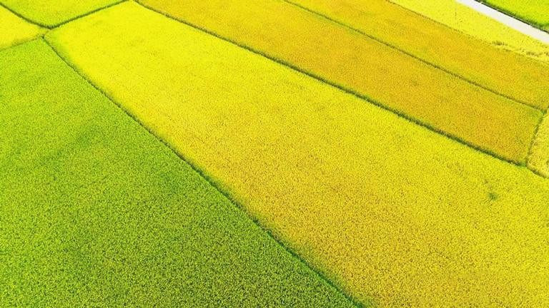 Những thửa ruộng vuông vức trên cánh đồng Mường Thanh đang được &quot;nhuộm vàng&quot;.