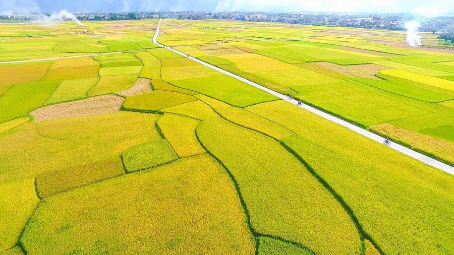 Mường Thanh được mệnh danh là cánh đồng rộng lớn bậc nhất Tây Bắc.