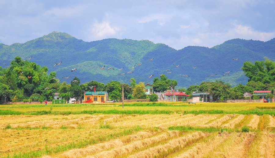 &quot;Cò bay thẳng cánh&quot; trên cánh đồng Mường Thanh.