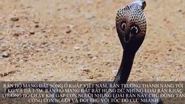 Cách nhận biết đơn giản những loài rắn độc nhất Việt Nam ảnh 13