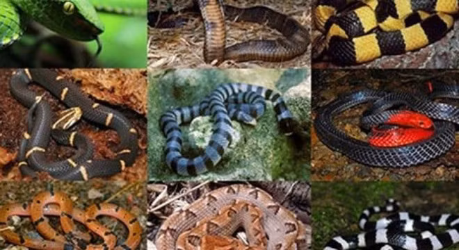 Cách nhận biết đơn giản những loài rắn độc nhất Việt Nam
