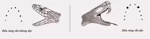 Nếu bị cắn hãy quan sát vết cắn để xem có phải rắn độc không nhé!
