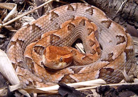 Cách nhận biết đơn giản những loài rắn độc nhất Việt Nam ảnh 6