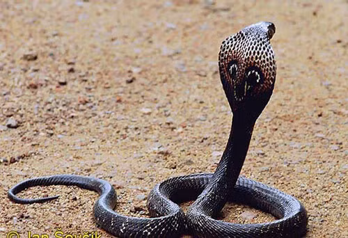 Cách nhận biết đơn giản những loài rắn độc nhất Việt Nam ảnh 12